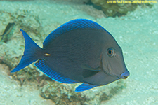 blue tang